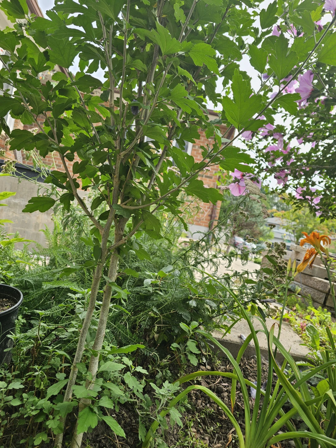 Pls check location below: Rose of Sharon Tree - photo 3