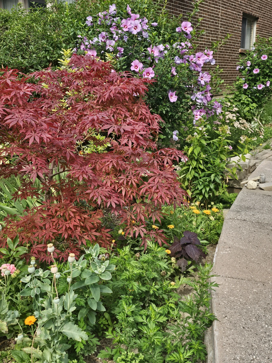 Pls check location below: Rose of Sharon Tree - photo 4