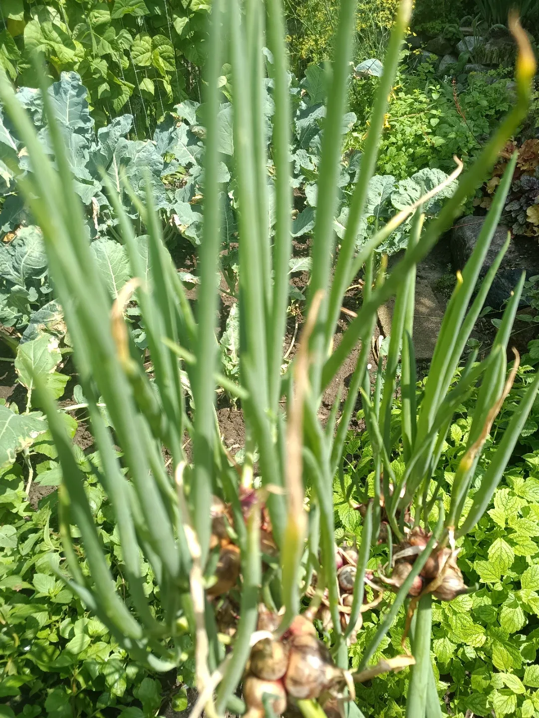 Walking Onion Bulbs - photo 3