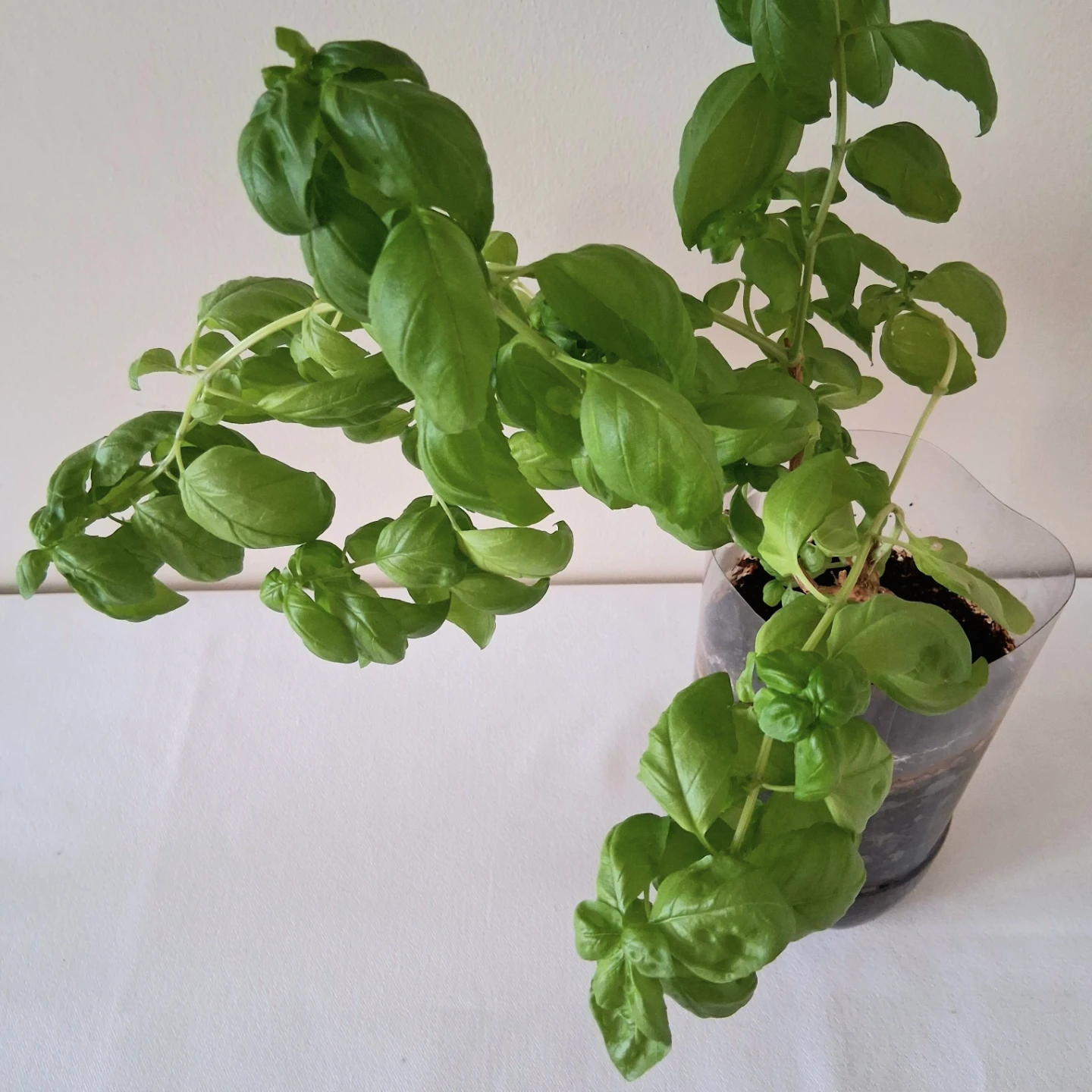 🌱 Green Basil 🌻 - photo 4