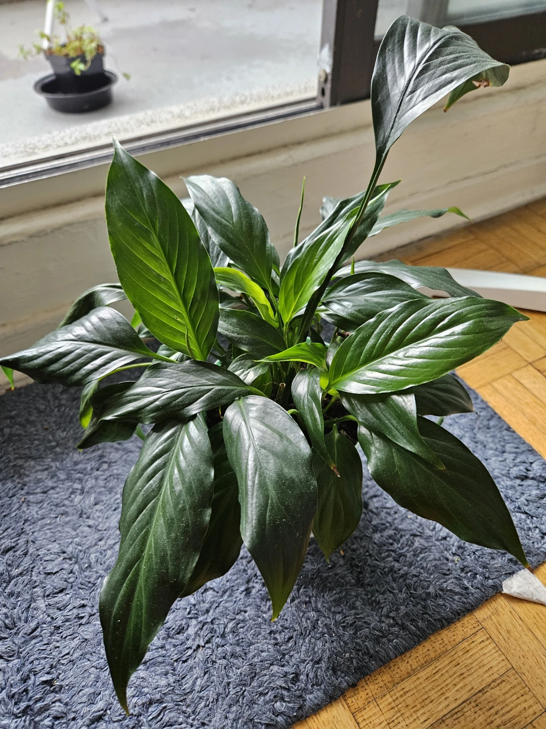 Peace Lily Plant
