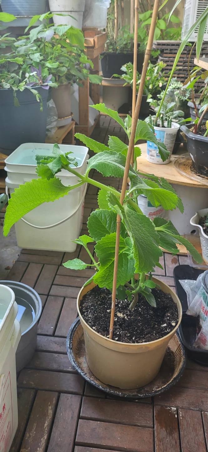 Mexican Mint/ Tần dày lá - photo 3