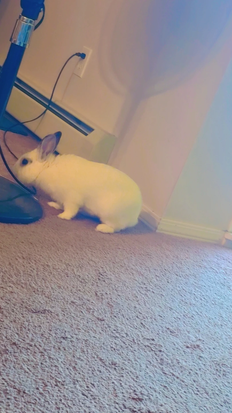 Large Rabbit Cage with Accessories - photo 2