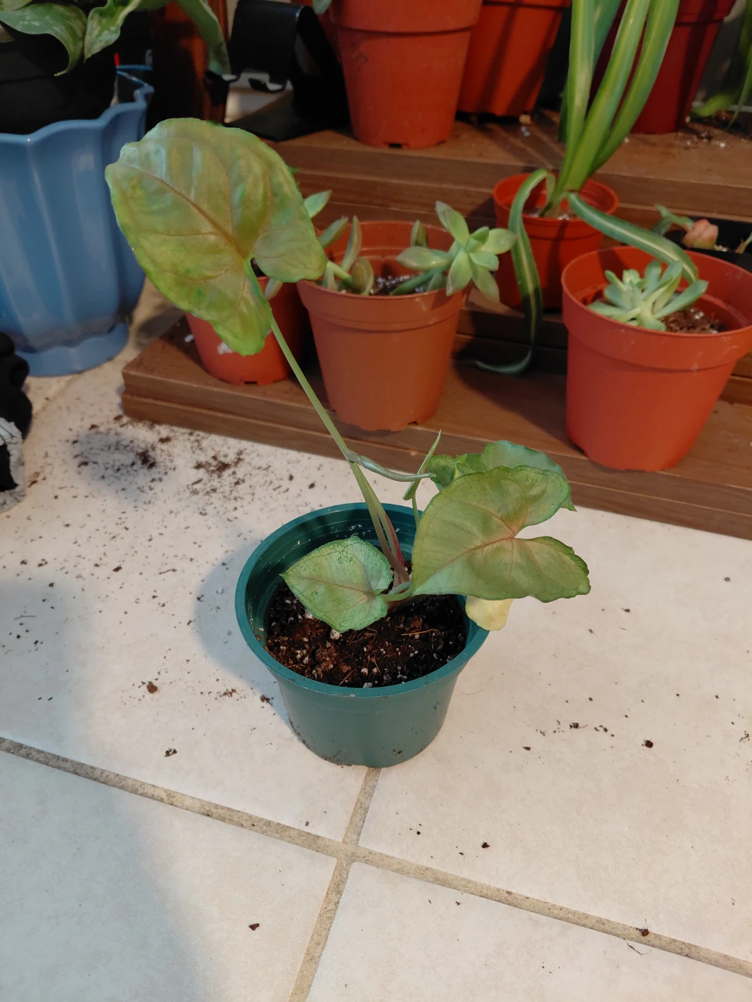 Syngonium Berry Illusion