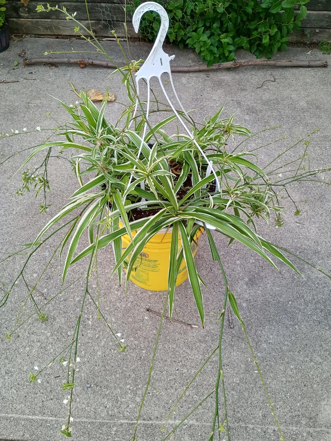 Spider Plant - photo 3