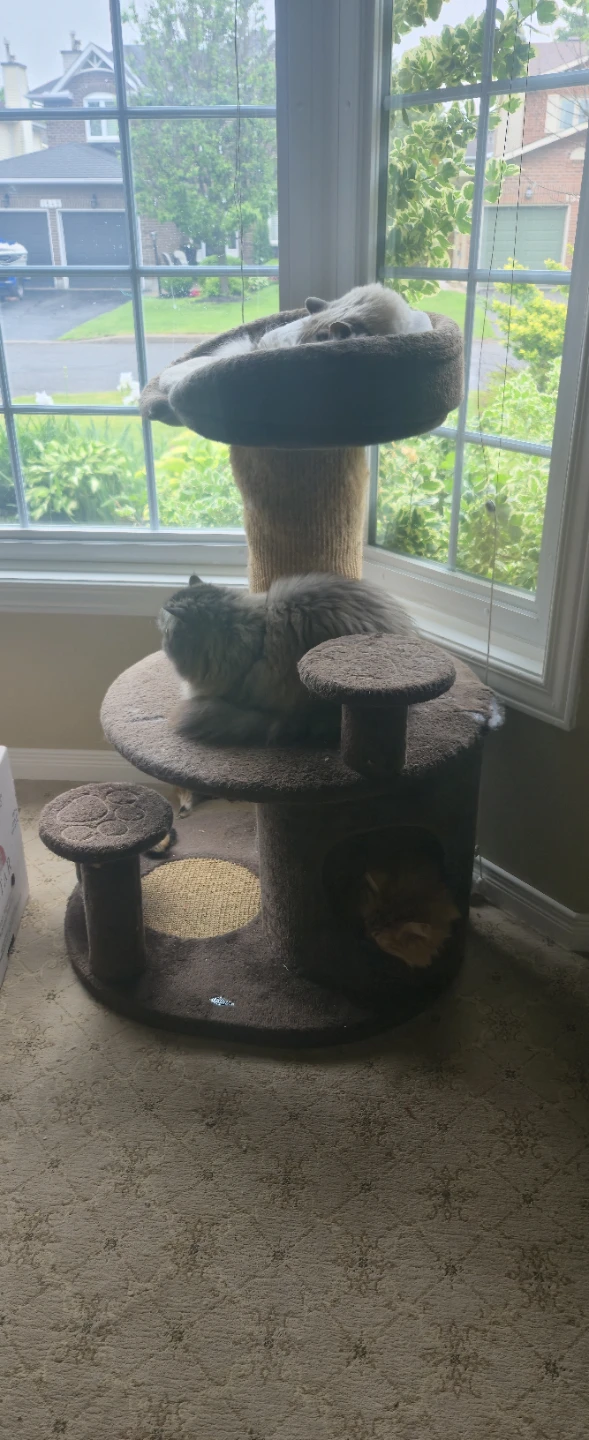 Multi-level Cat Tree Condo
