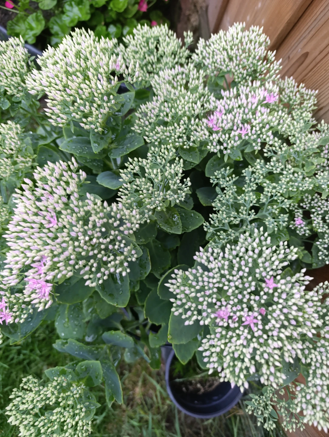 Healthy Sedum Plant - photo 2
