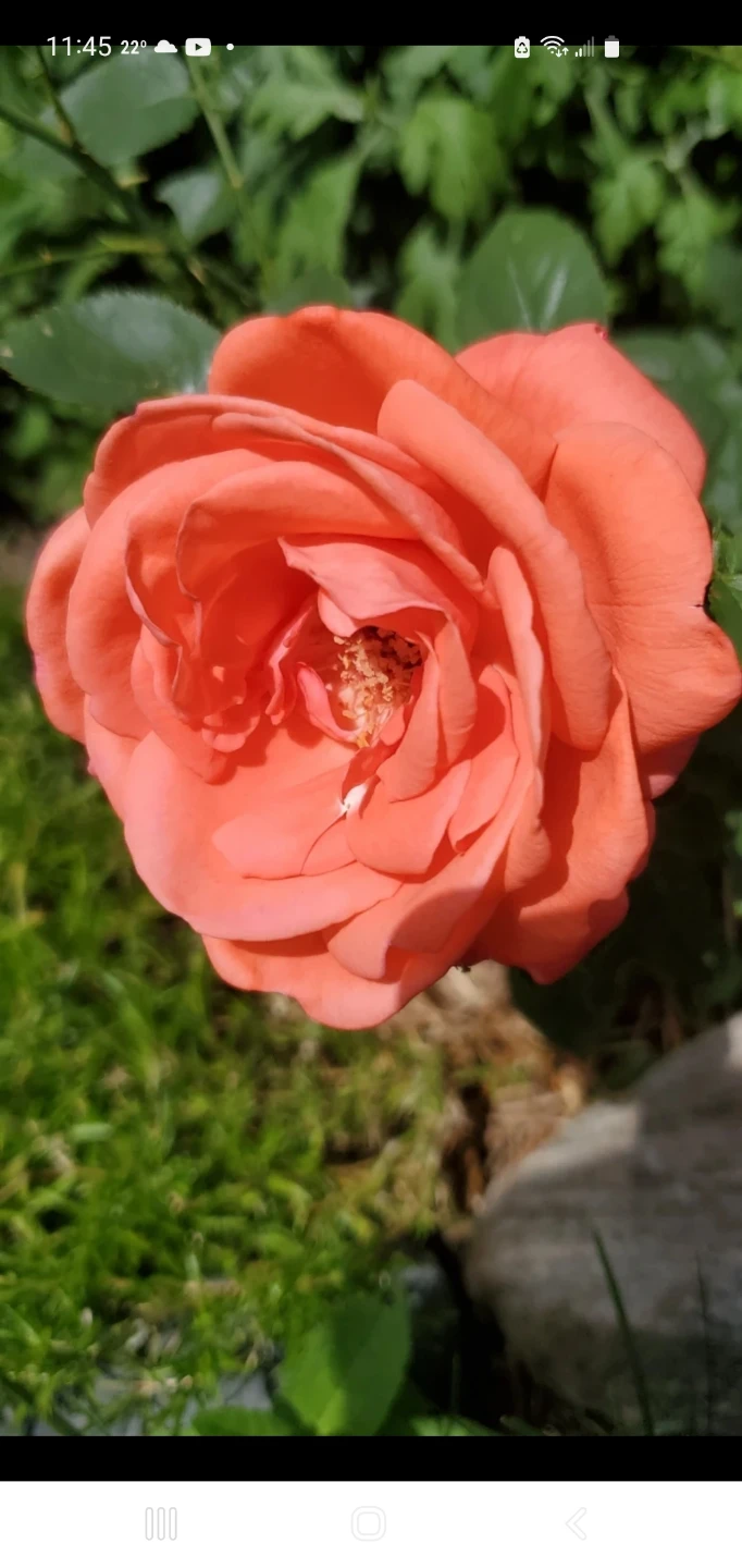 Tropicana - Hybrid Tea