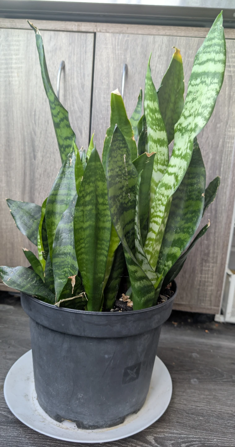 Snake Plant in Pot - photo 3