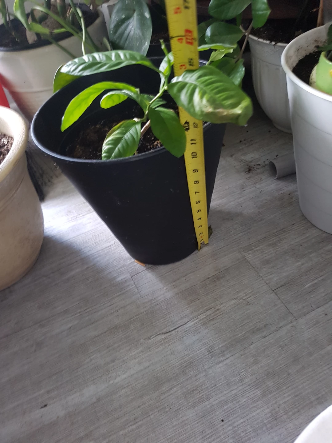 Lemon Tree Plant in Black Pot - photo 4