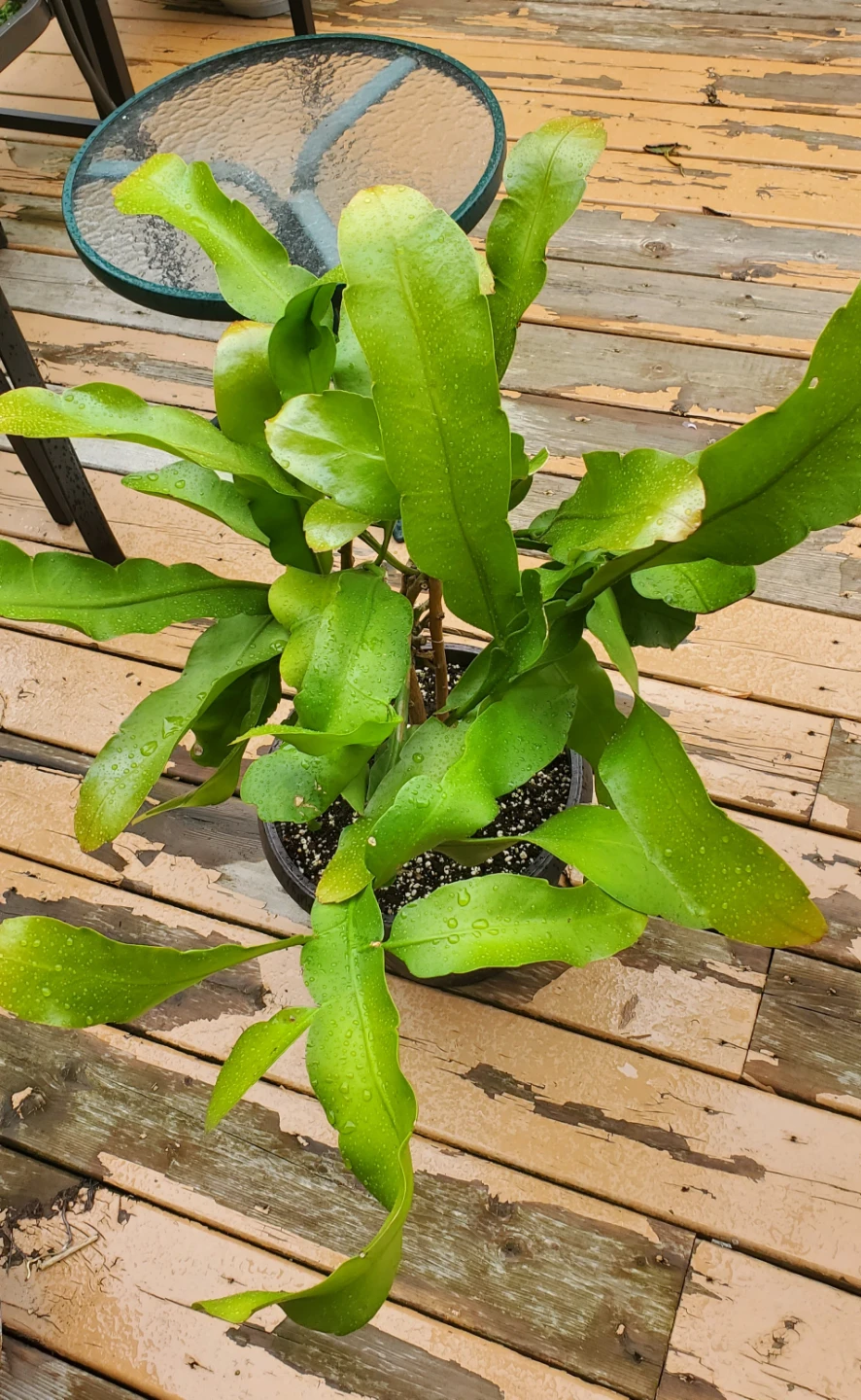 Queen of the Night (‌Epiphyllum oxypetalum - photo 2