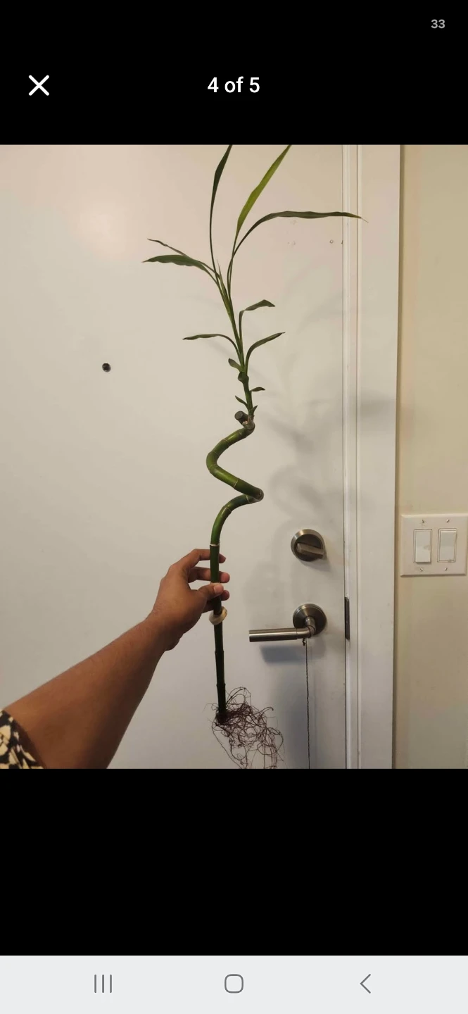 Spiral Lucky Bamboo Plant in Vase - photo 3