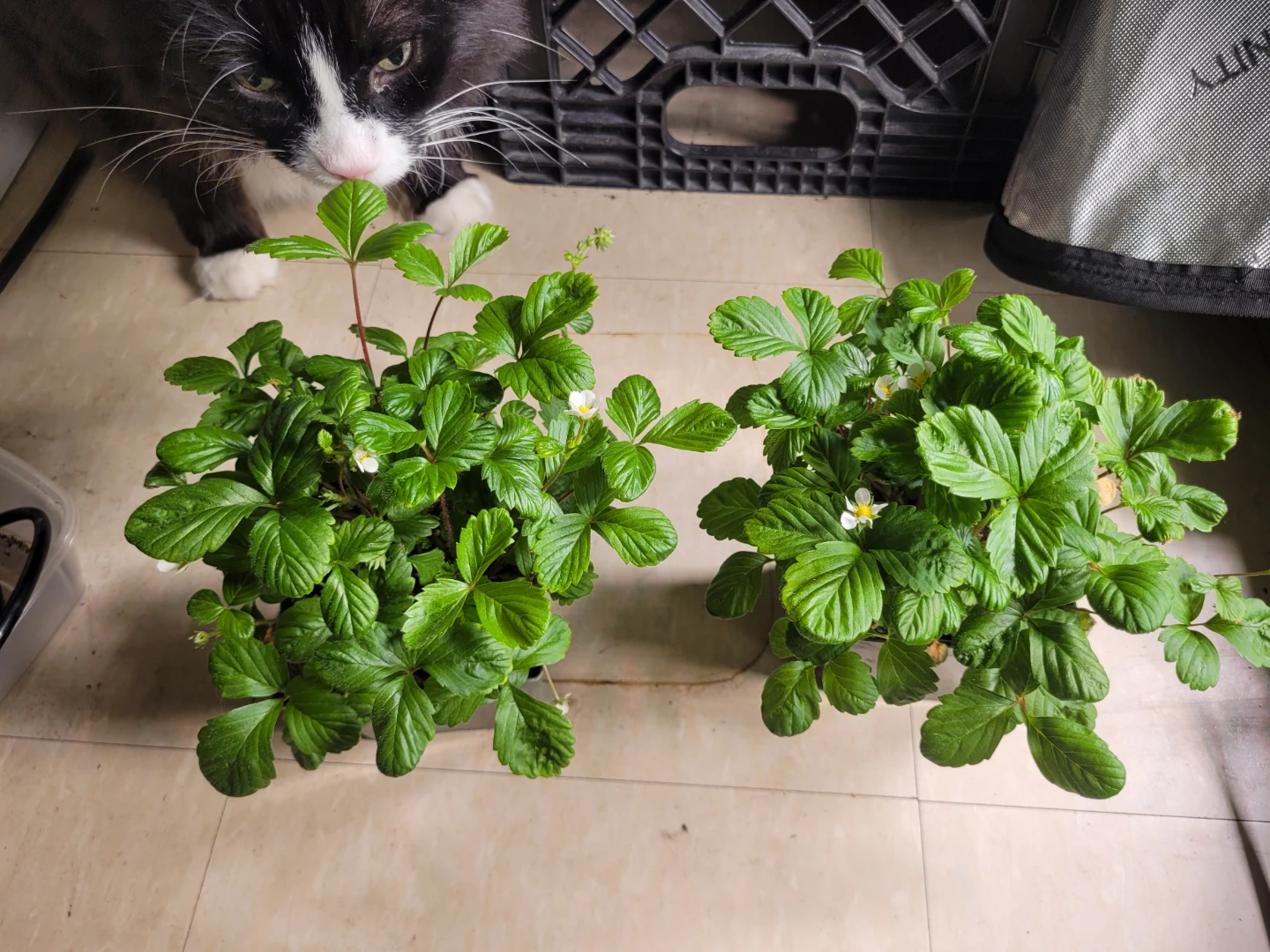 Pesticide Free Strawberry Plants - photo 2