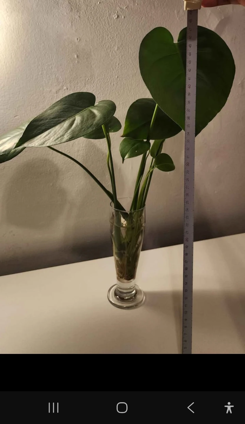 Monstera Deliciosa Plant - Small - photo 3