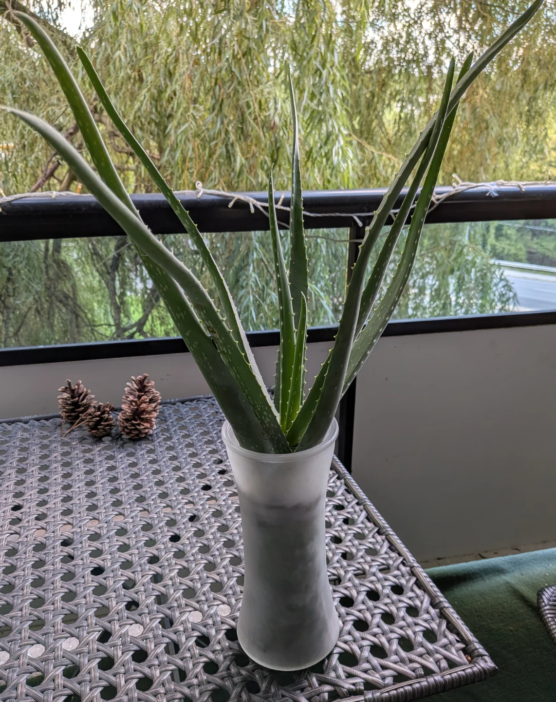 Healthy Aloe Vera Plant in Vase