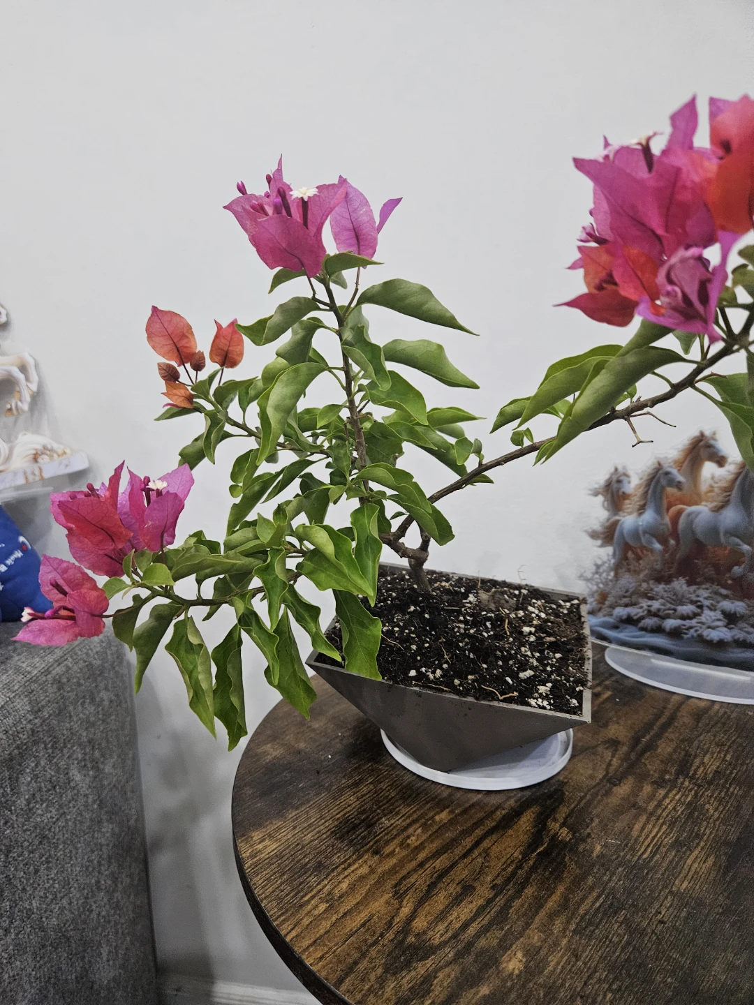 Flowering Bougainvillea Plant in Pot - photo 2