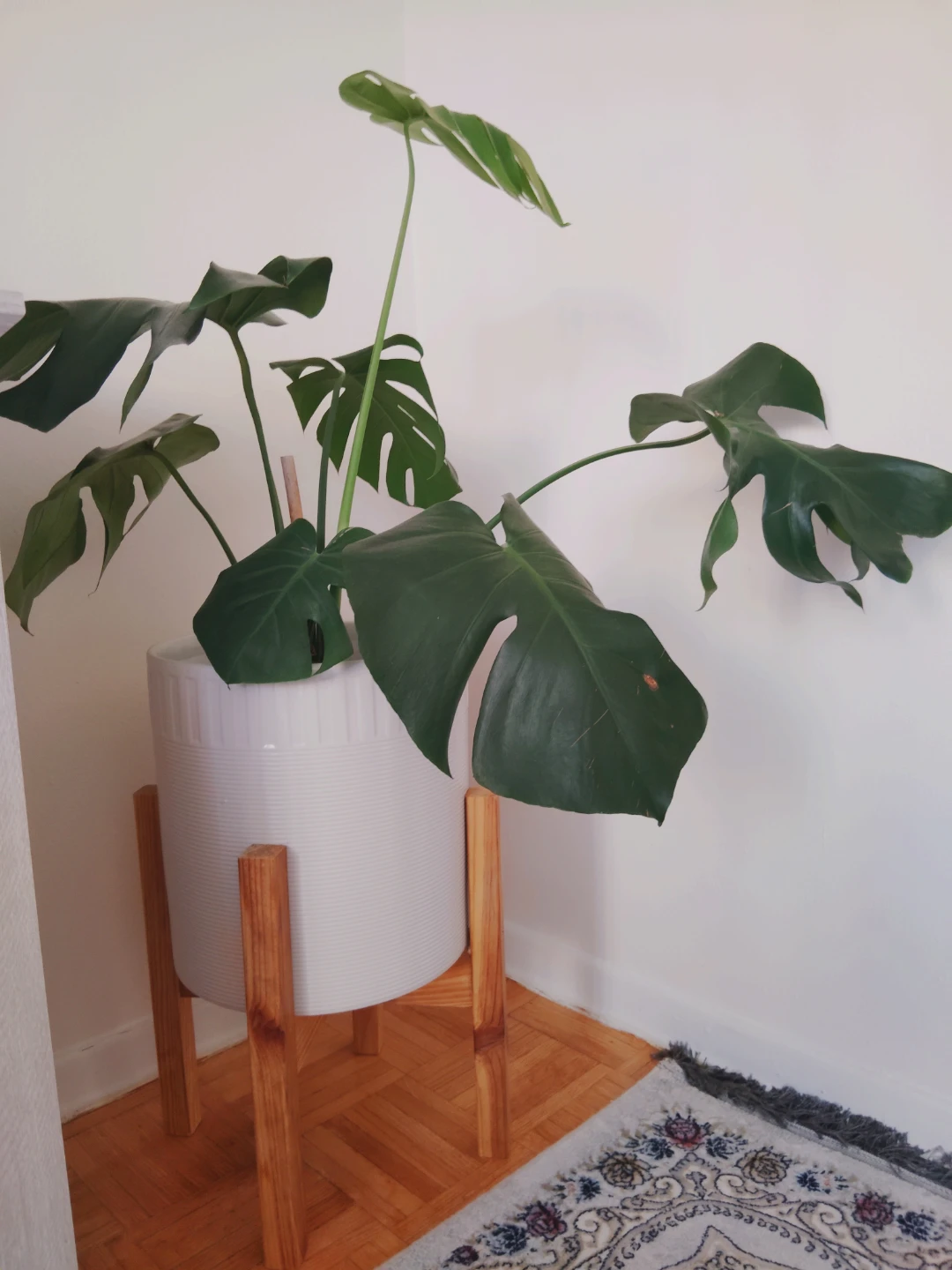 Monstera Plant in White ceramic Pot with Stand - photo 3