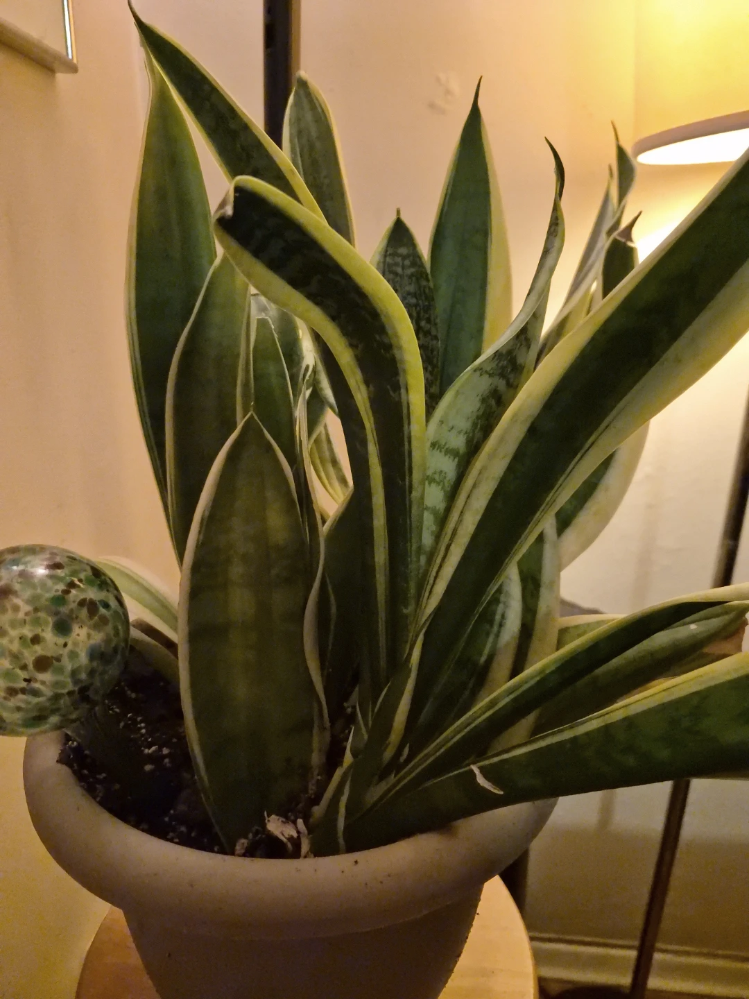 Mature Snake Plant in Pot/w  one  glass watering globe - photo 2