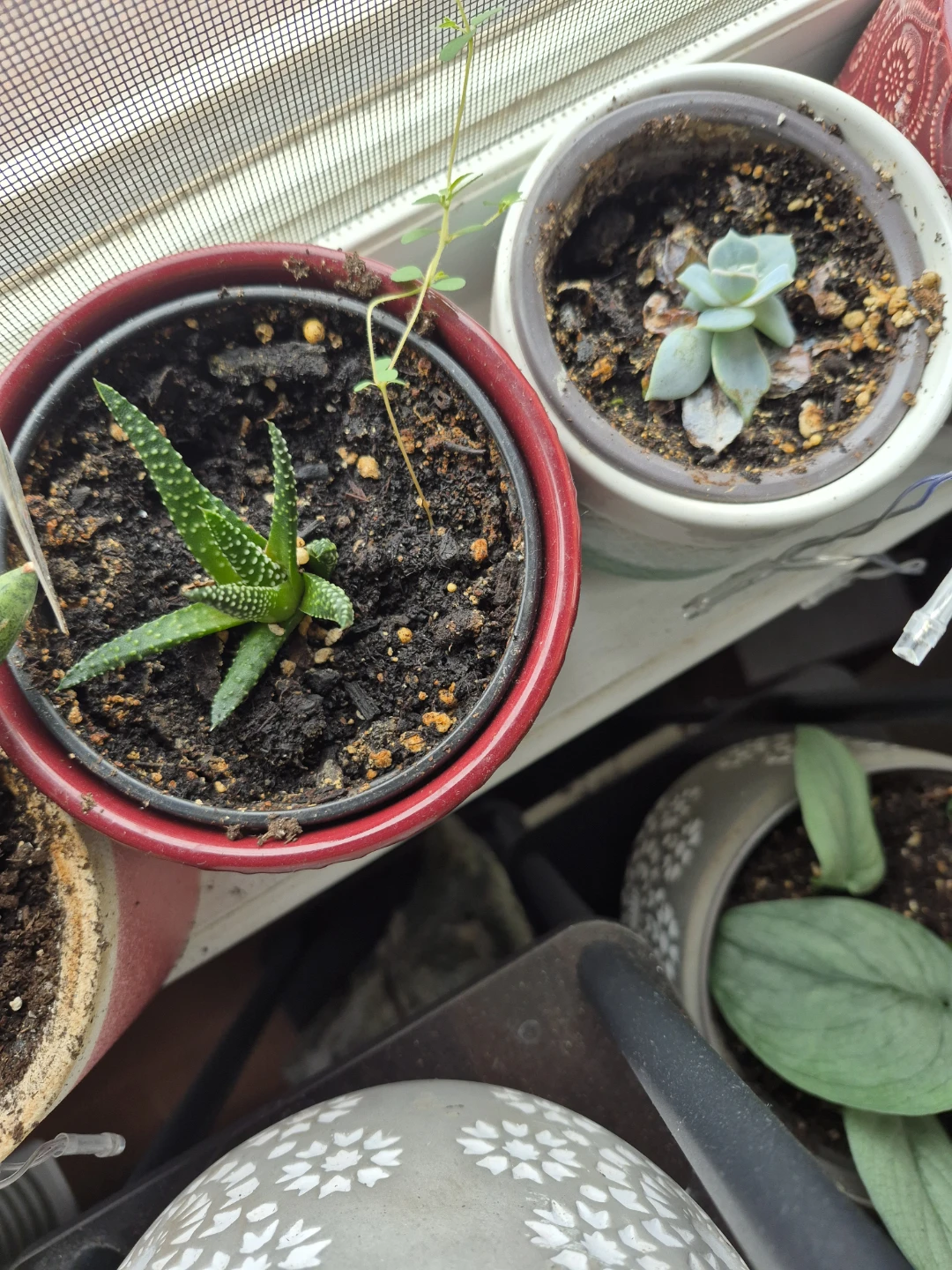 Succlents/ snake plants - photo 5