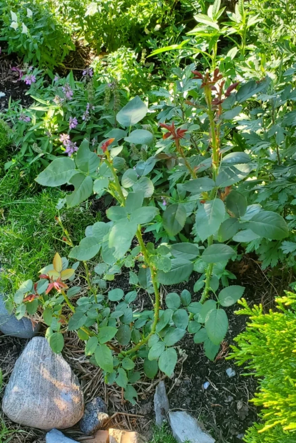 Tropicana - Hybrid Tea - photo 3