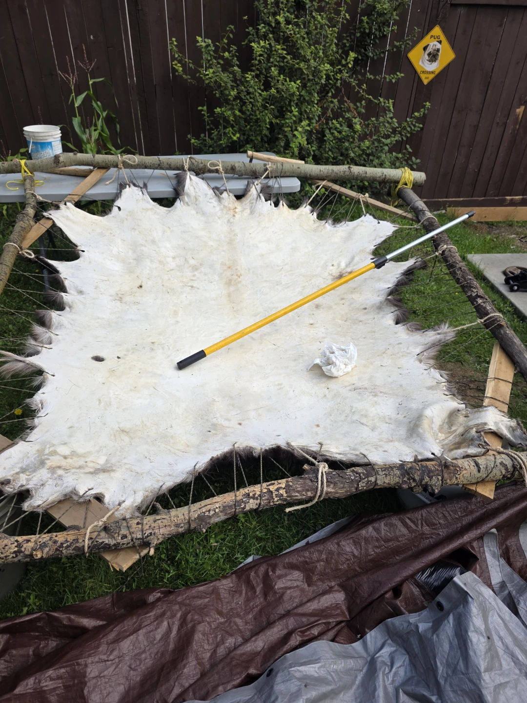 Moose Hide / Pelt - photo 3
