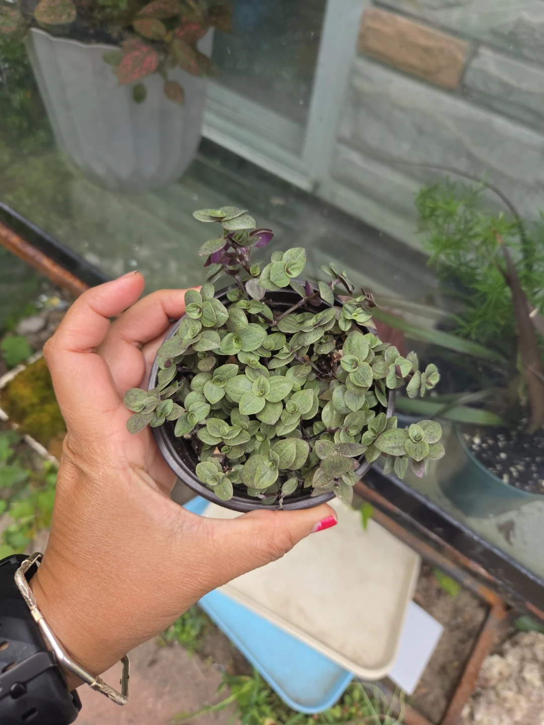 Pink lady plant - photo 3