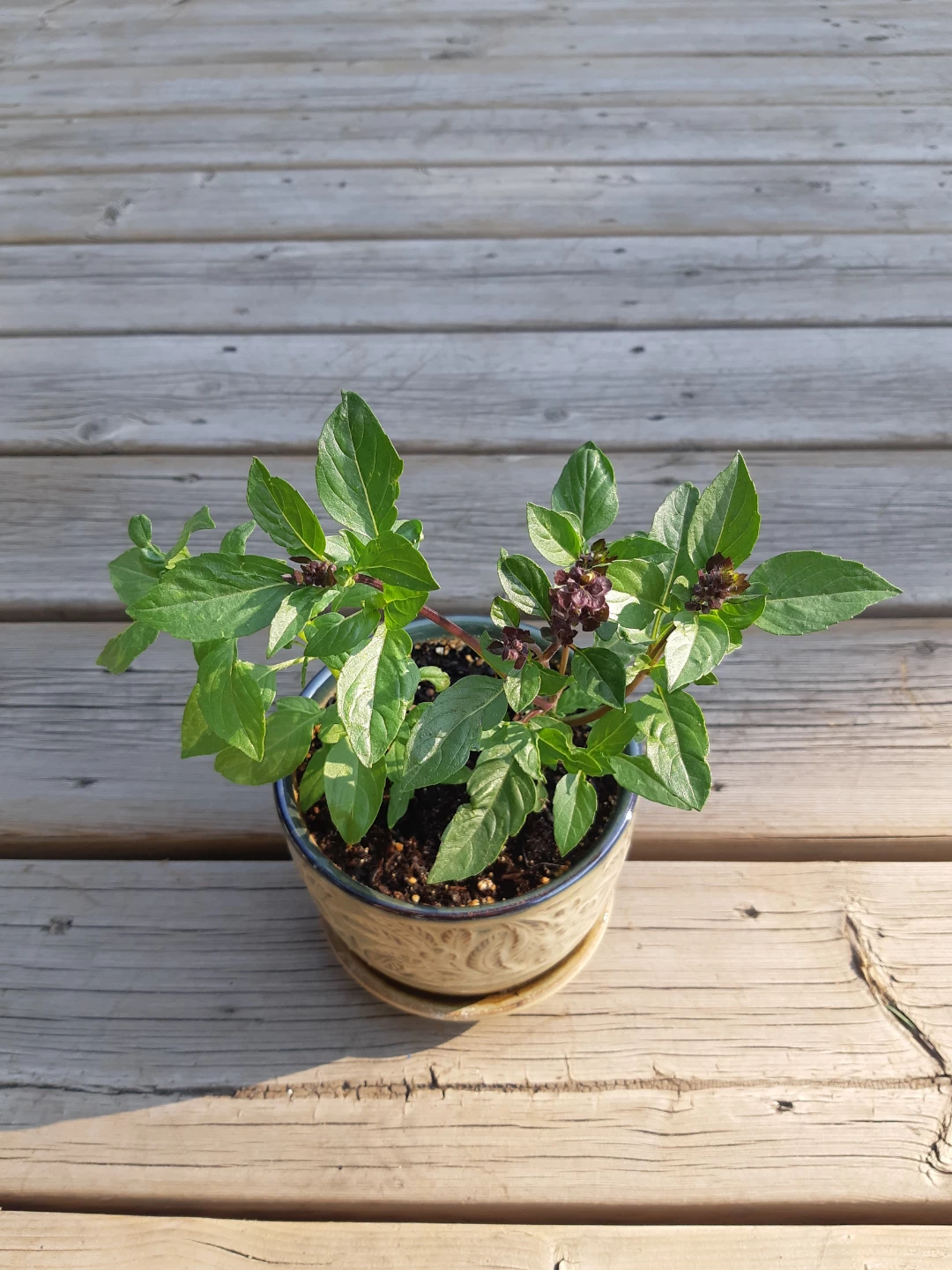 Ceramic planter of basil - photo 5