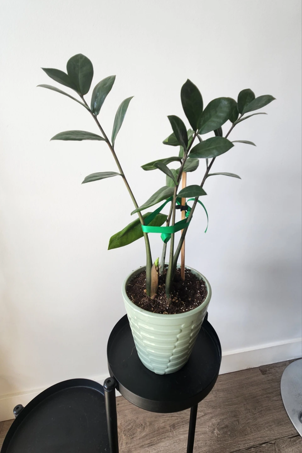 Zamioculcas Plant in Pot - photo 2