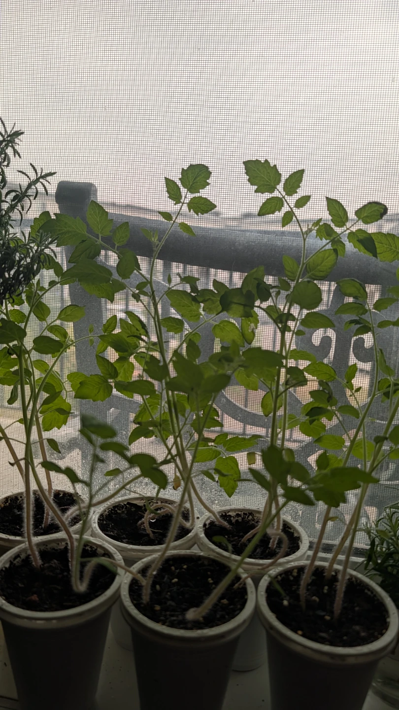 Young Cherry Tomato Plants - photo 2