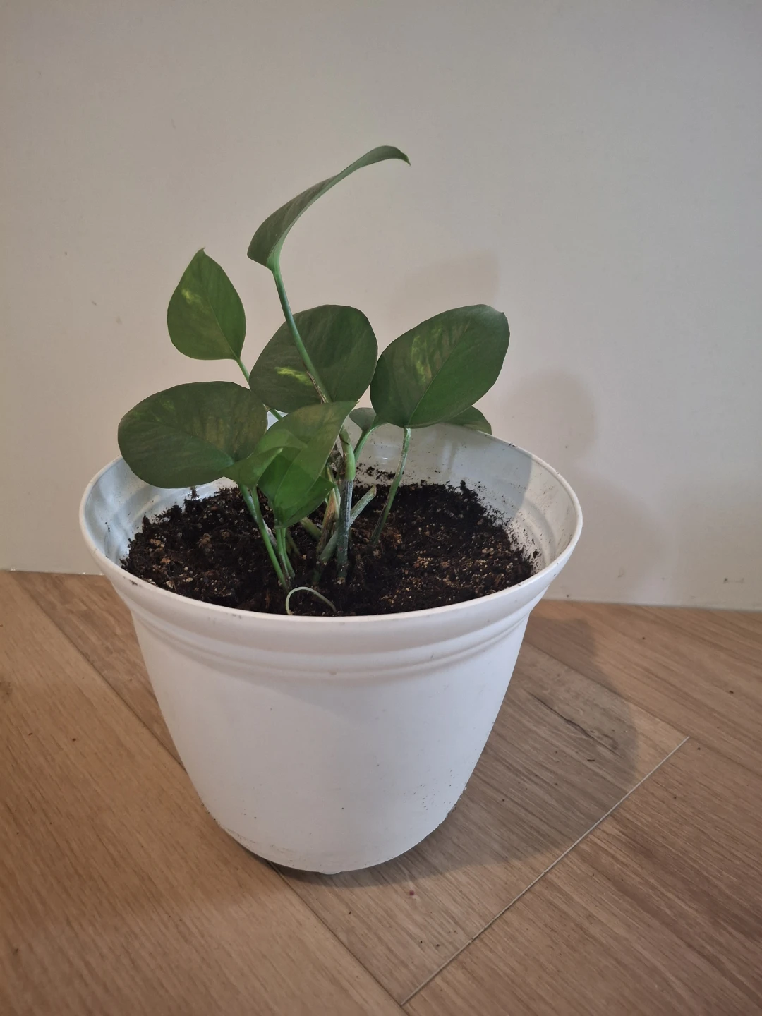 Pothos Plant in White Pot