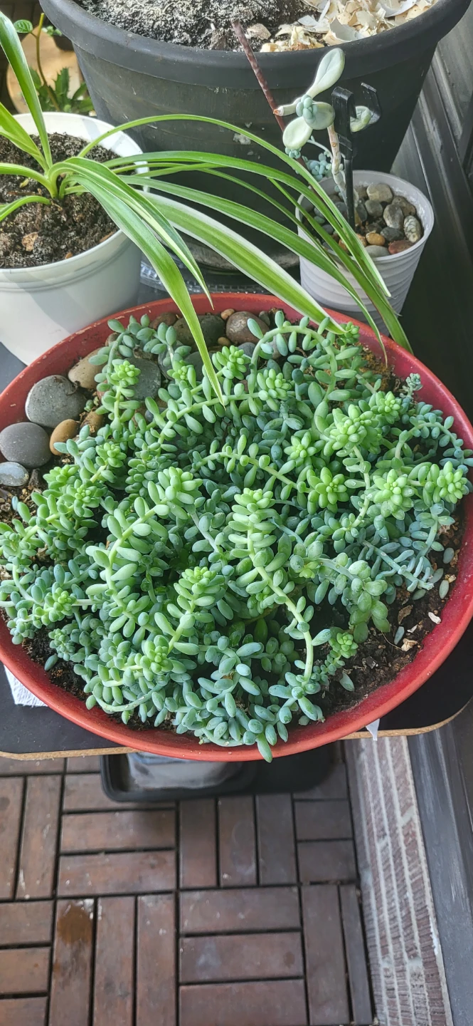 Huge Burro's Tails in Red CERAMIC pot
