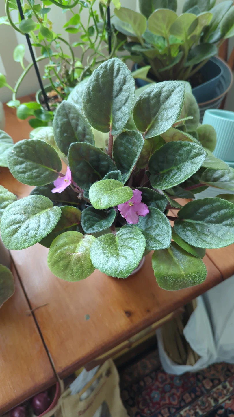 African Violet Plant