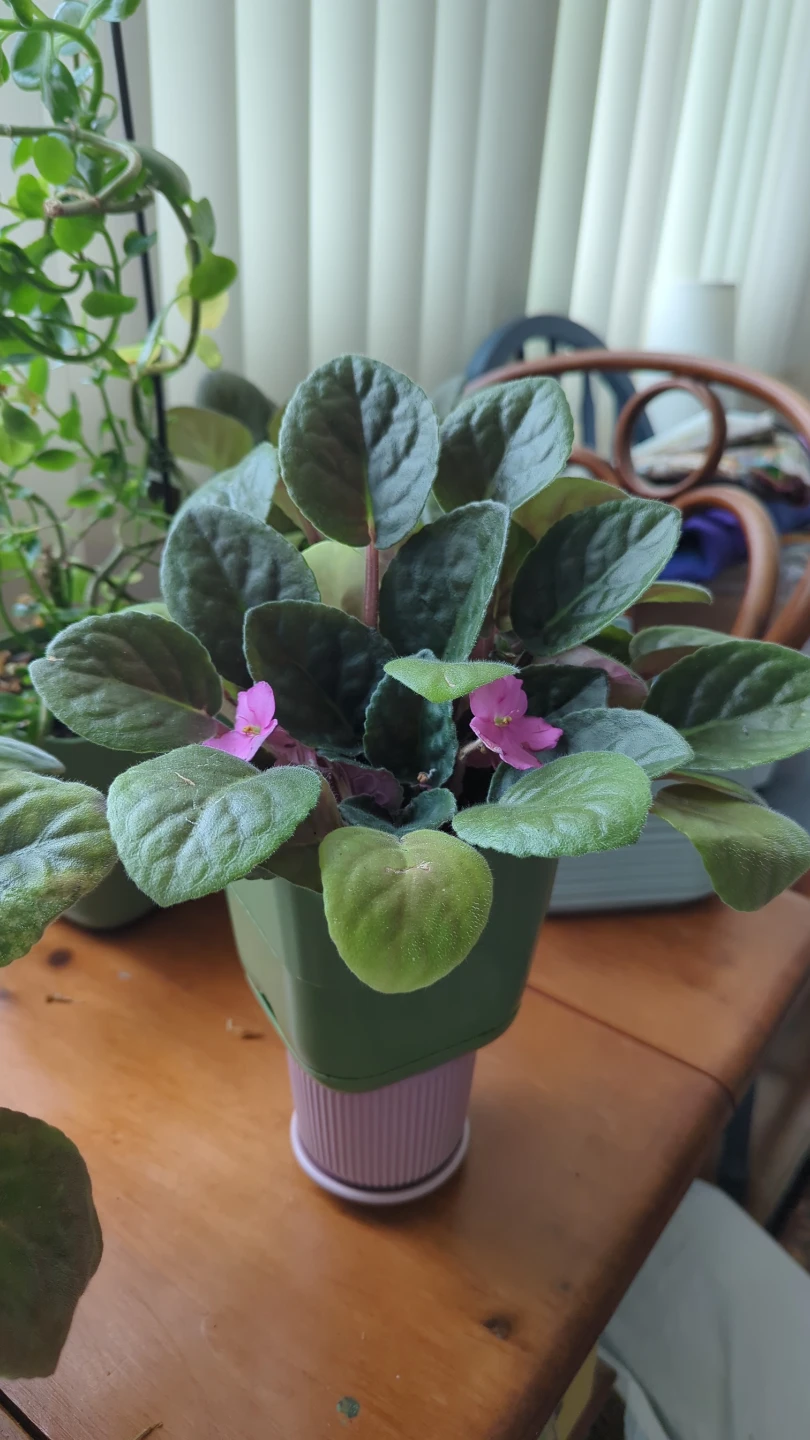 African Violet Plant - photo 2