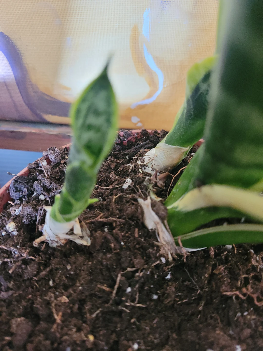 Snake Plant with Pups - photo 3