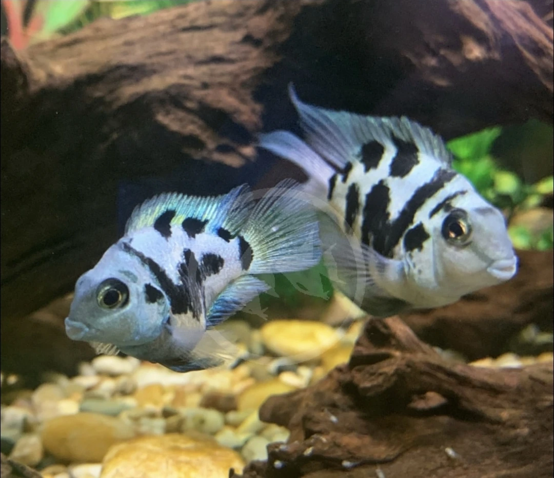 Rehoming my 2 breeding pairs of Parrot Cichlids