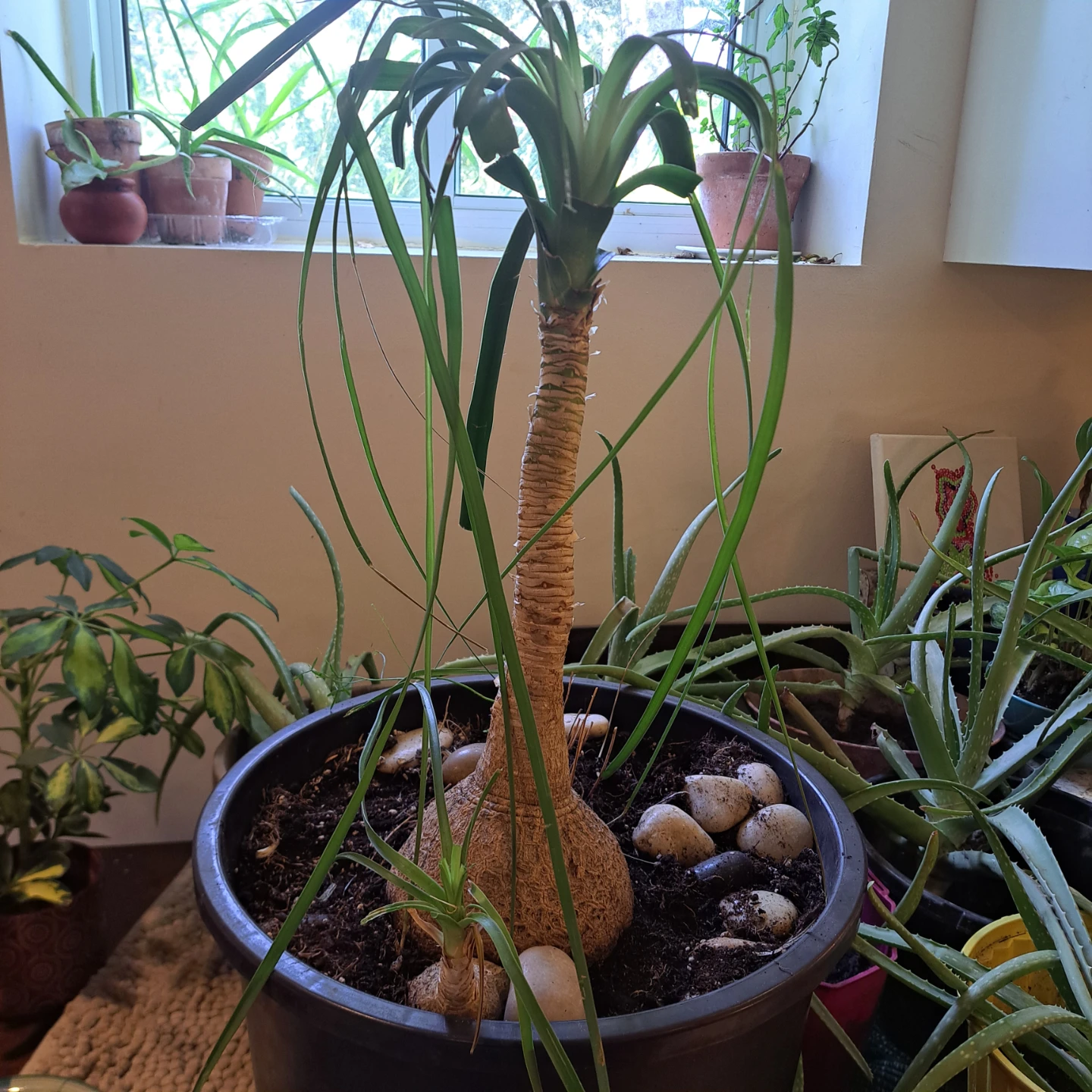 Ponytail Palm Plant - photo 2