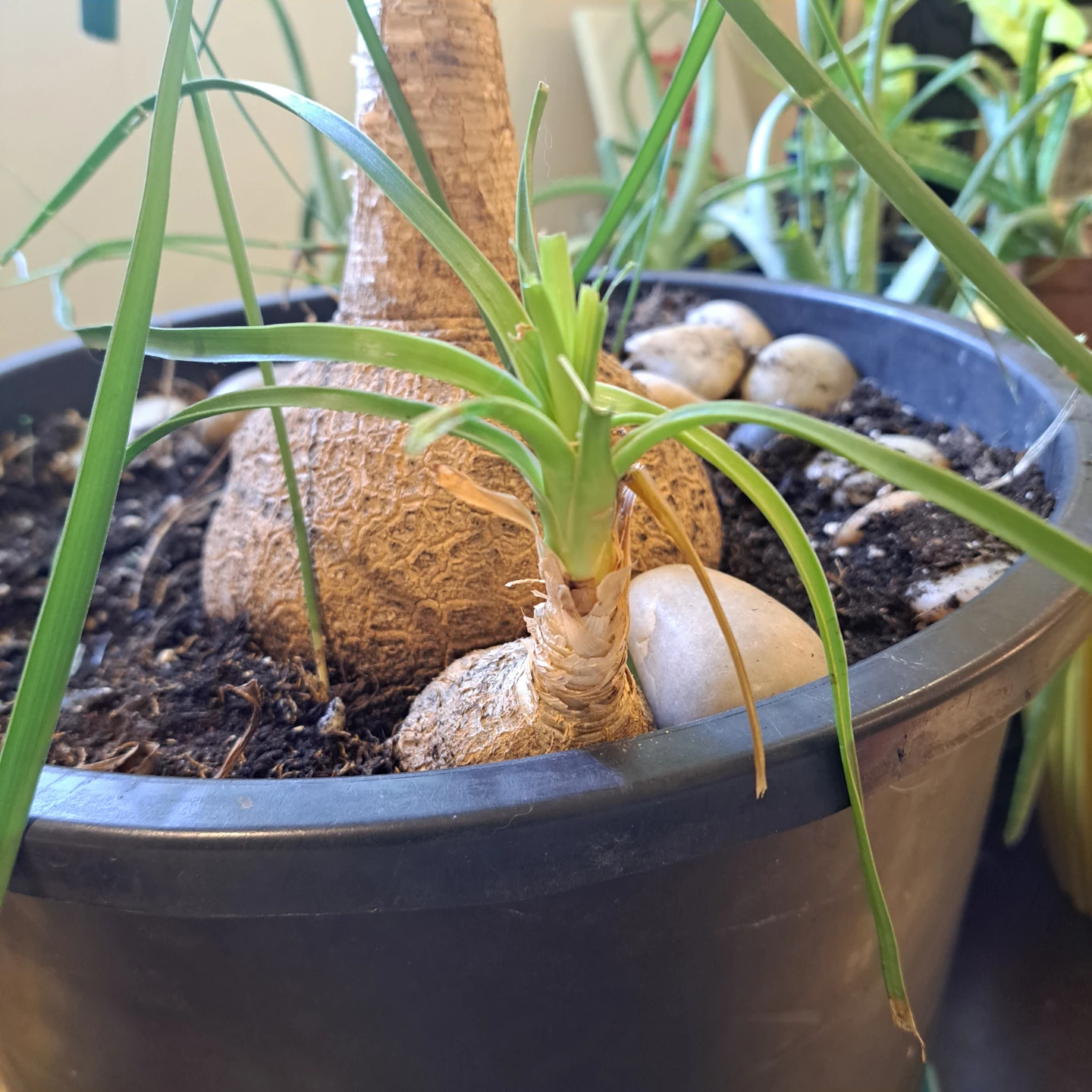 Ponytail Palm Plant - photo 3