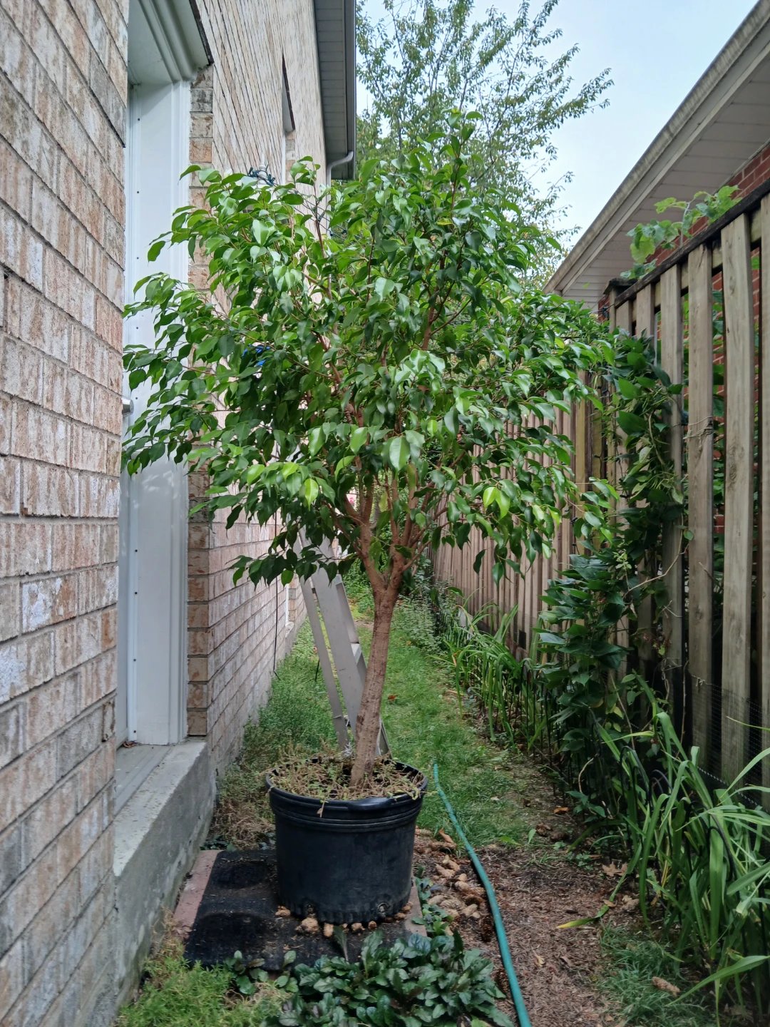 Healthy ficus tree