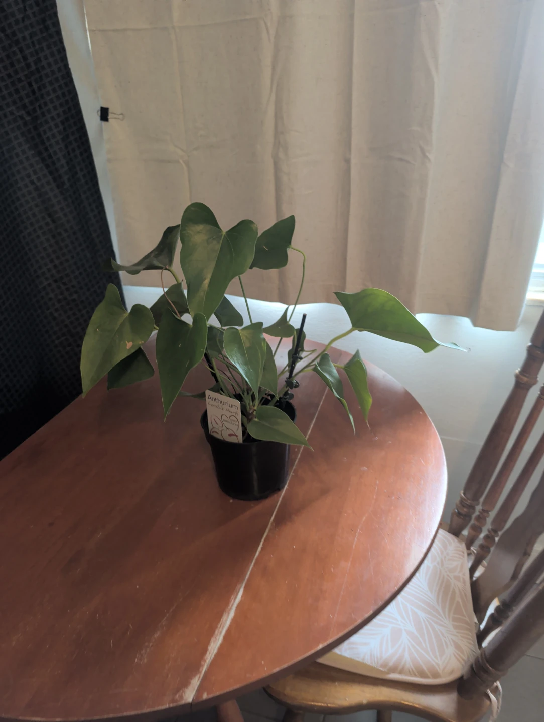 Anthurium Lovable Hearts Gold Selection Plant - photo 2