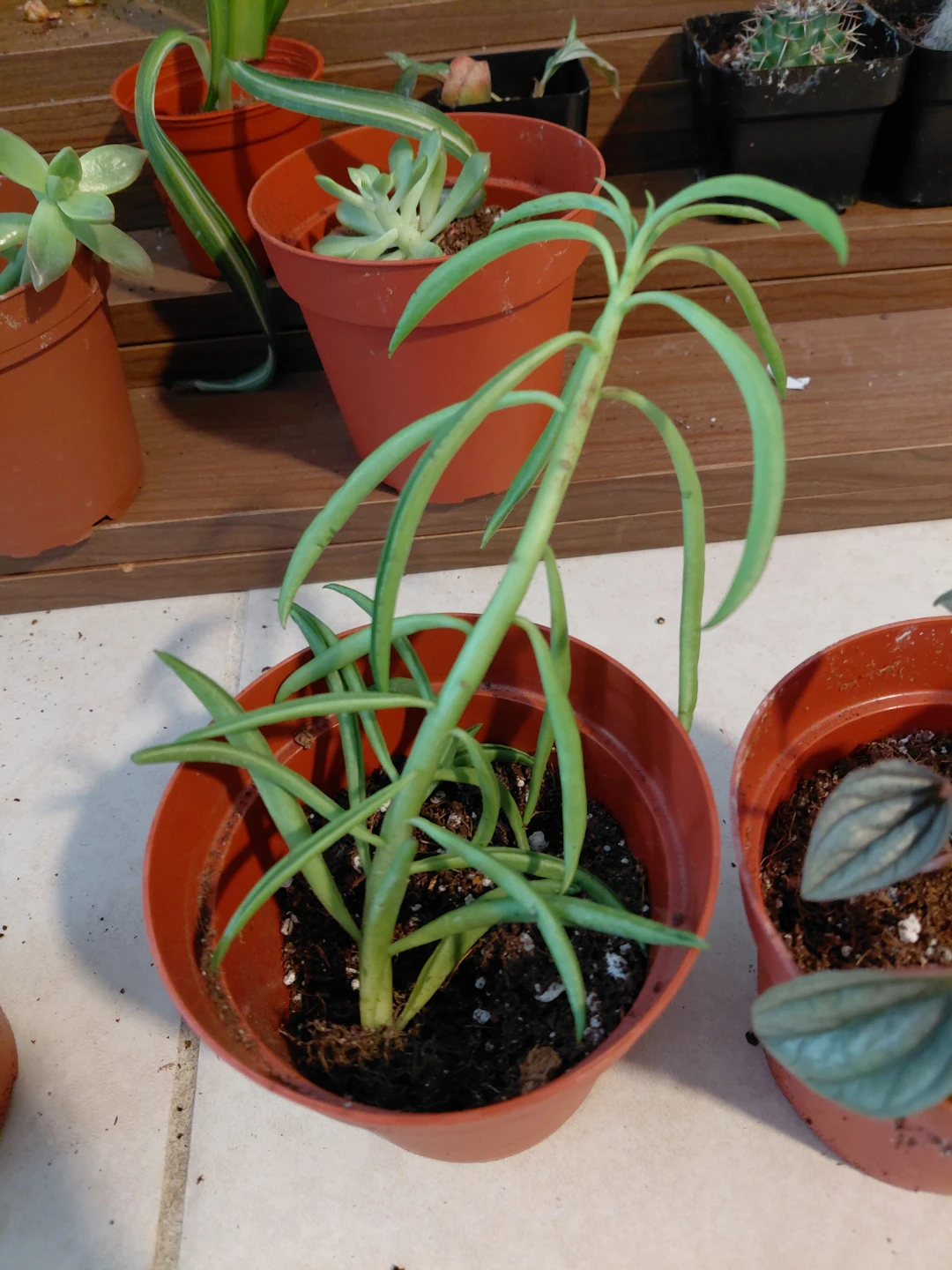 Peperomia Bundle - photo 3