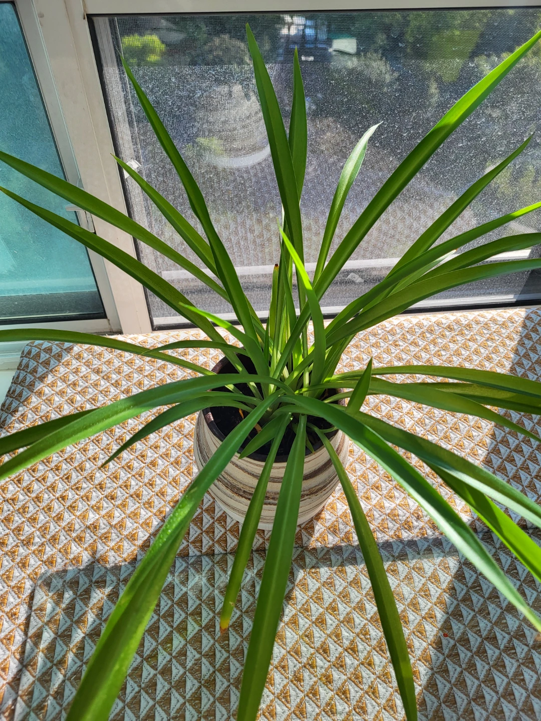 Potted Green Plant in Decorative Pot