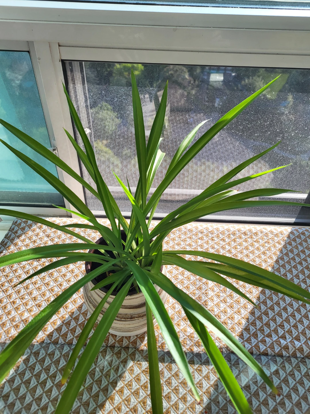 Potted Green Plant in Decorative Pot - photo 2