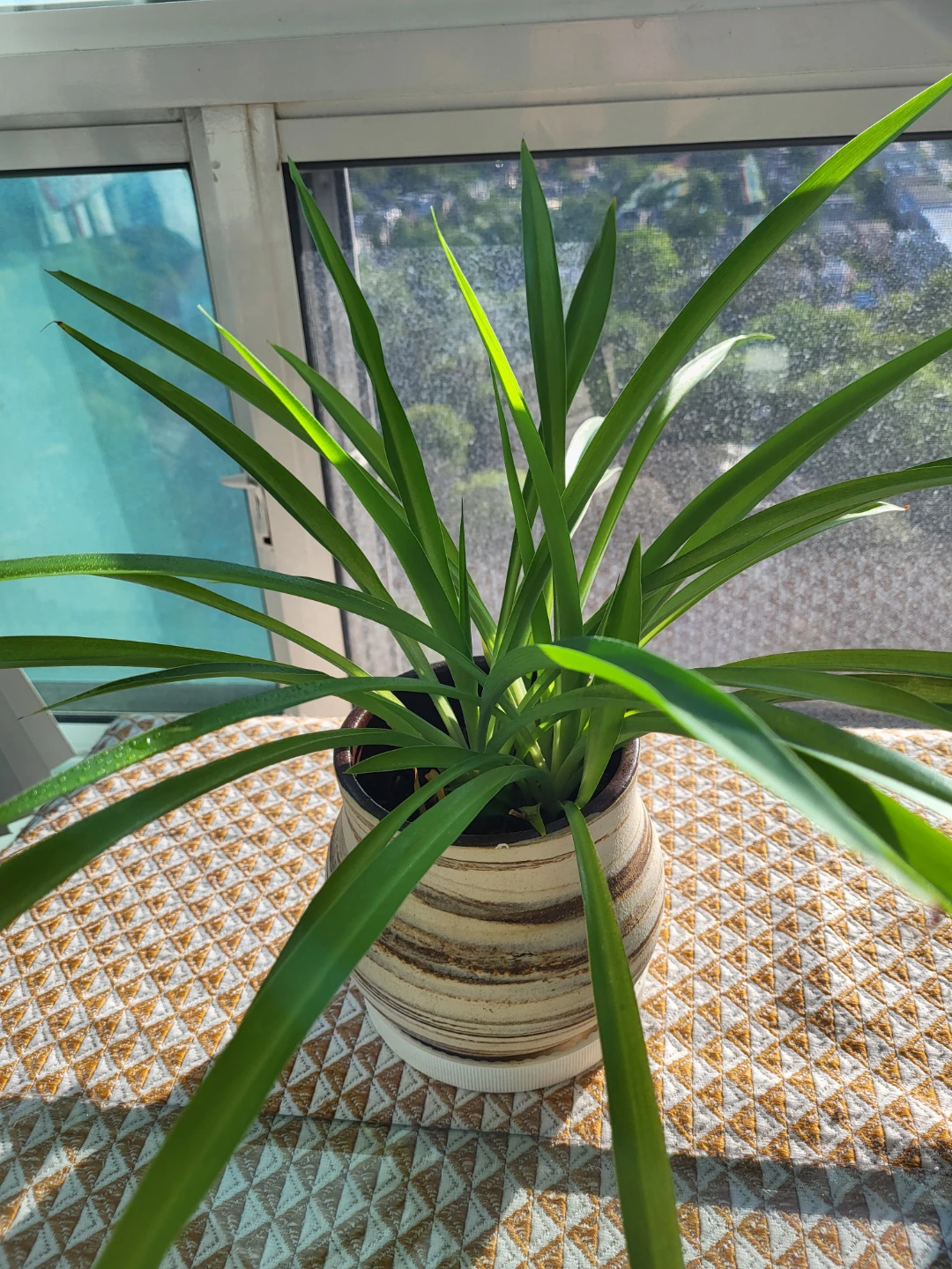 Potted Green Plant in Decorative Pot - photo 3
