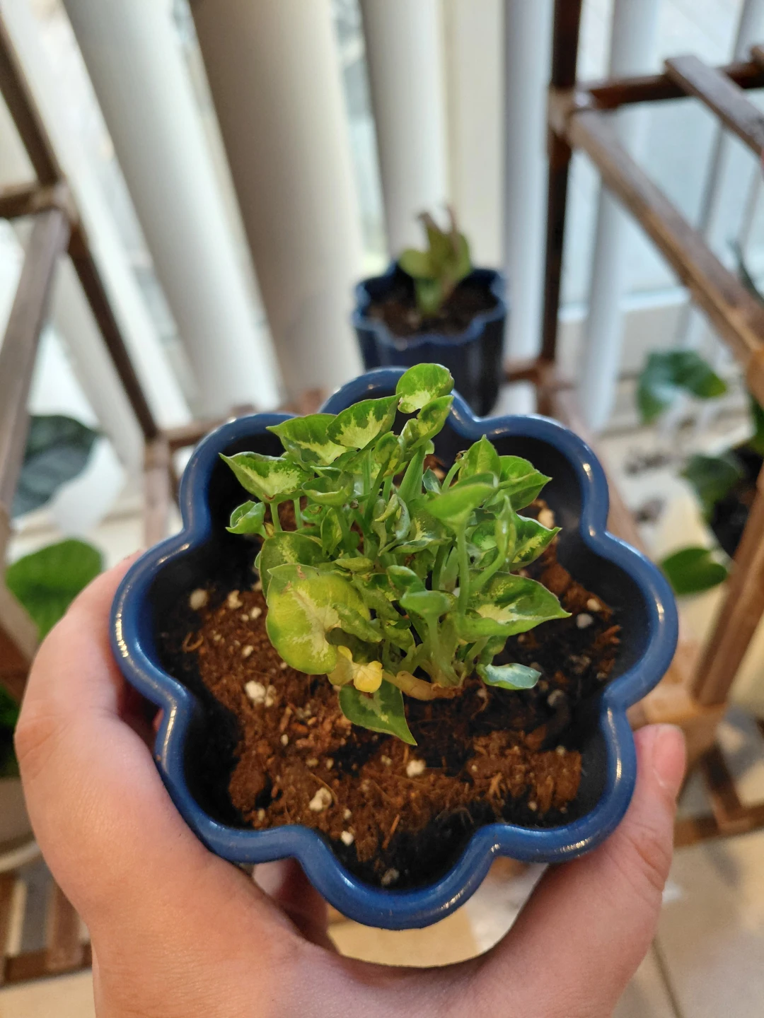 Syngonium Pixie Plug