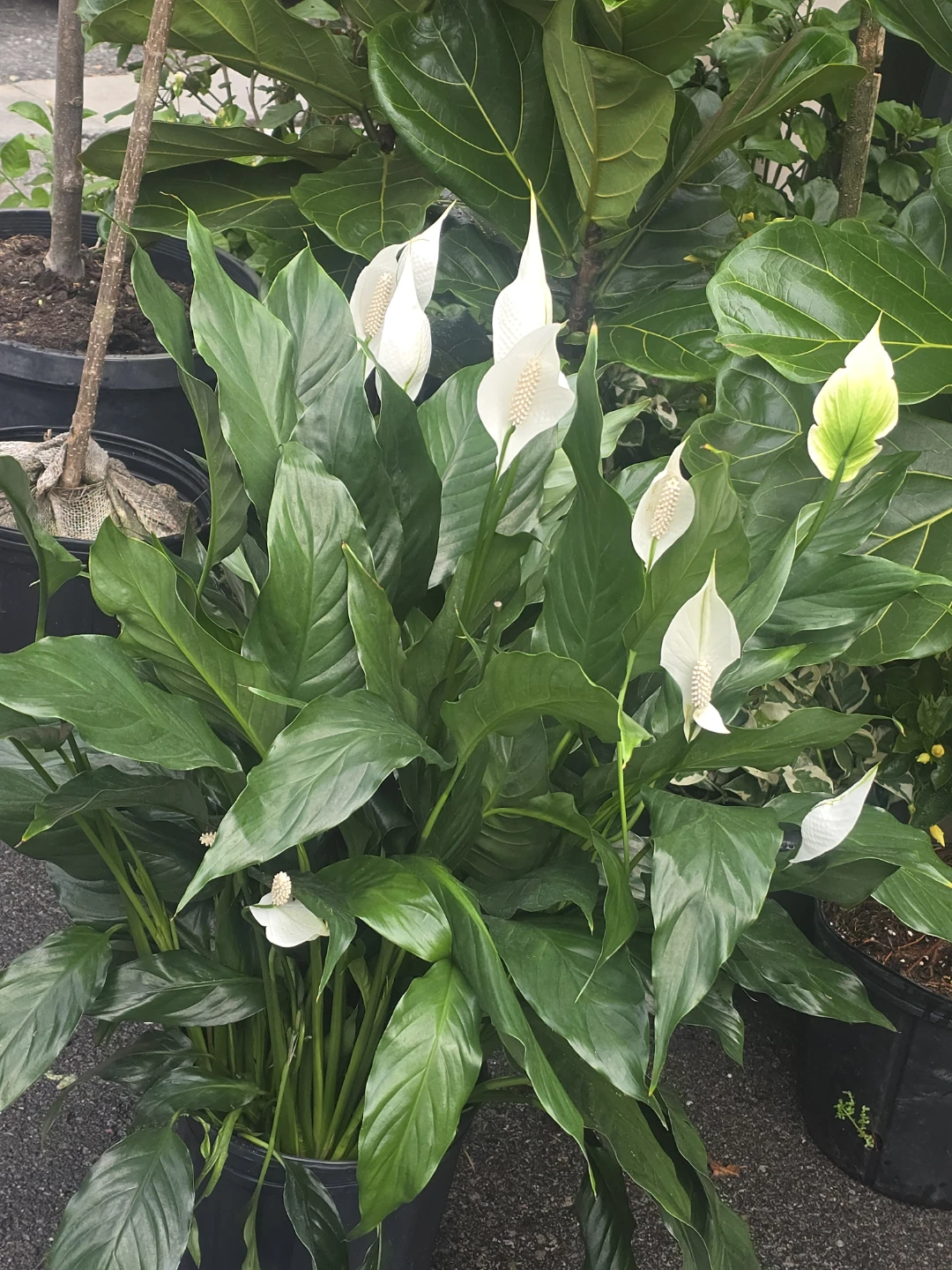 Peace Lily Planter 10"pot - photo 3