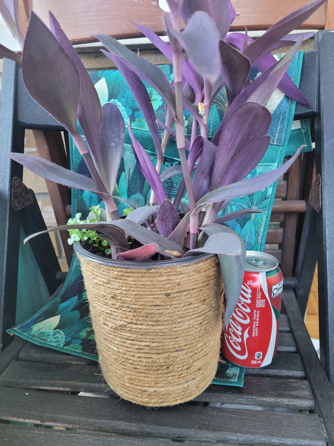 Purple Heart Plant