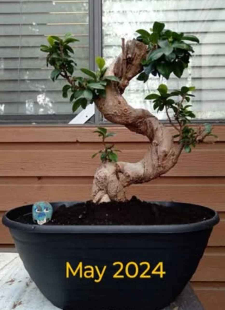 Bonsai Tree In Training – Unique S-Curve Trunk - photo 2