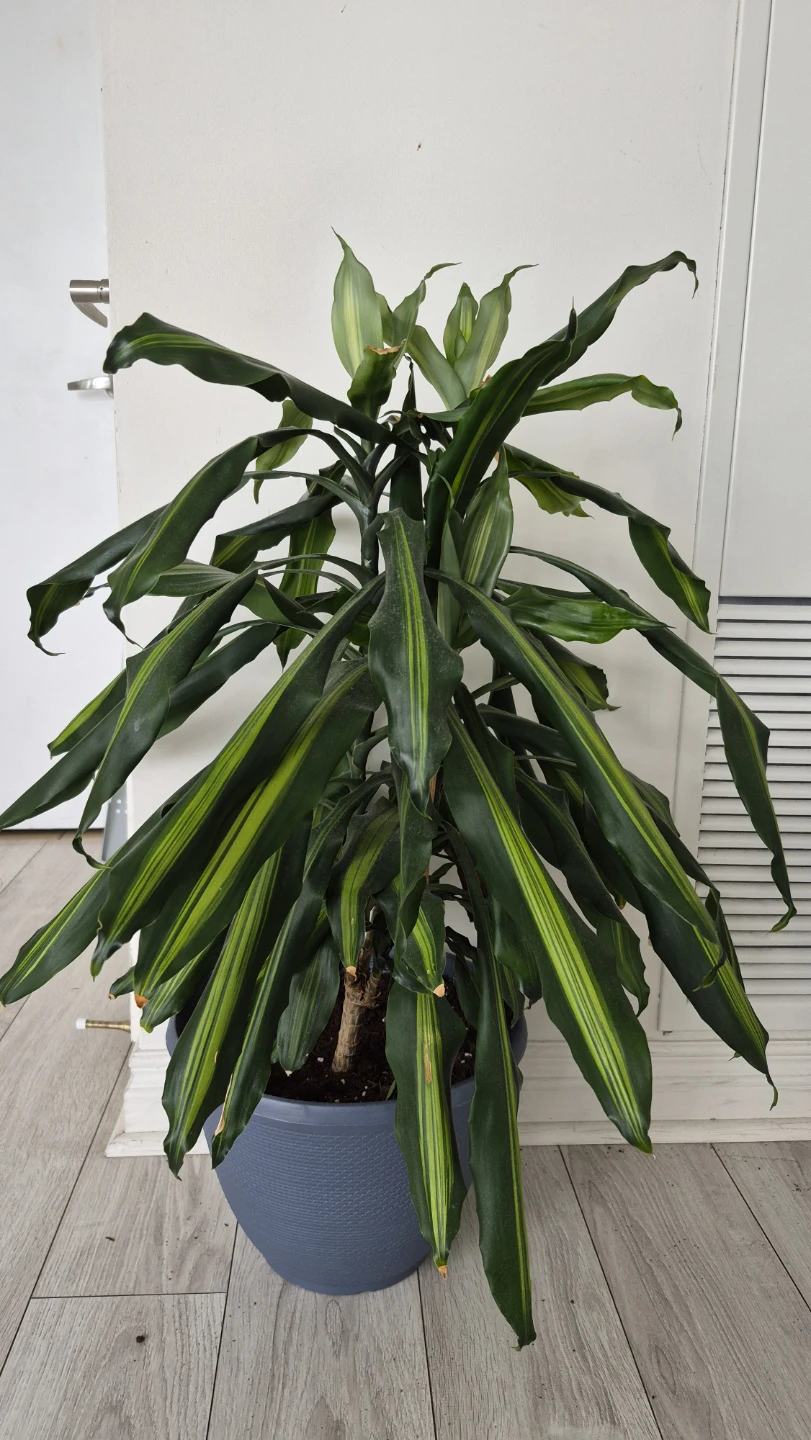 3 stem Dracena in excellent condition - photo 2