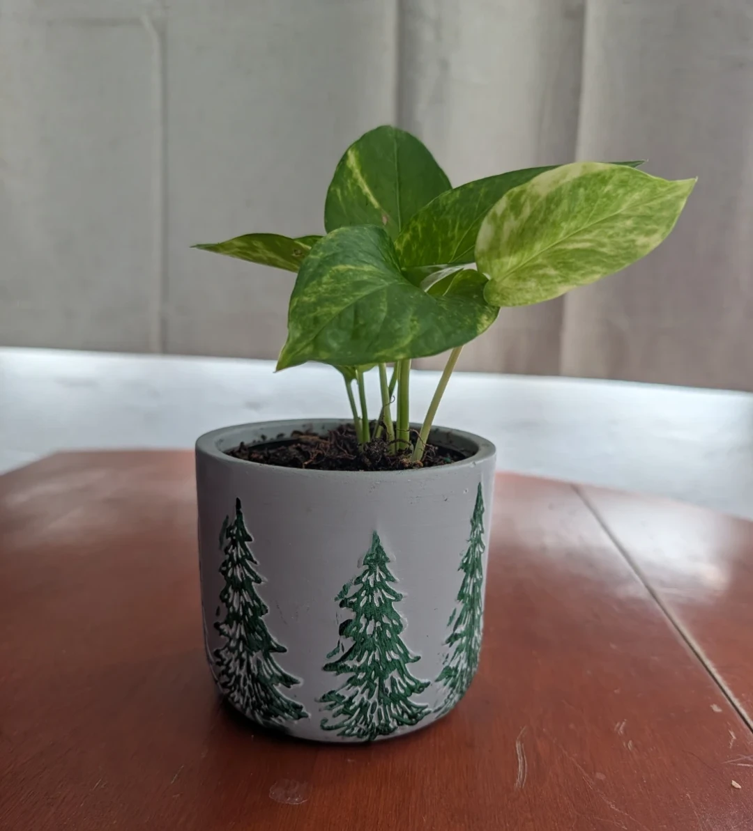 Pothos Plant in Tree Pot