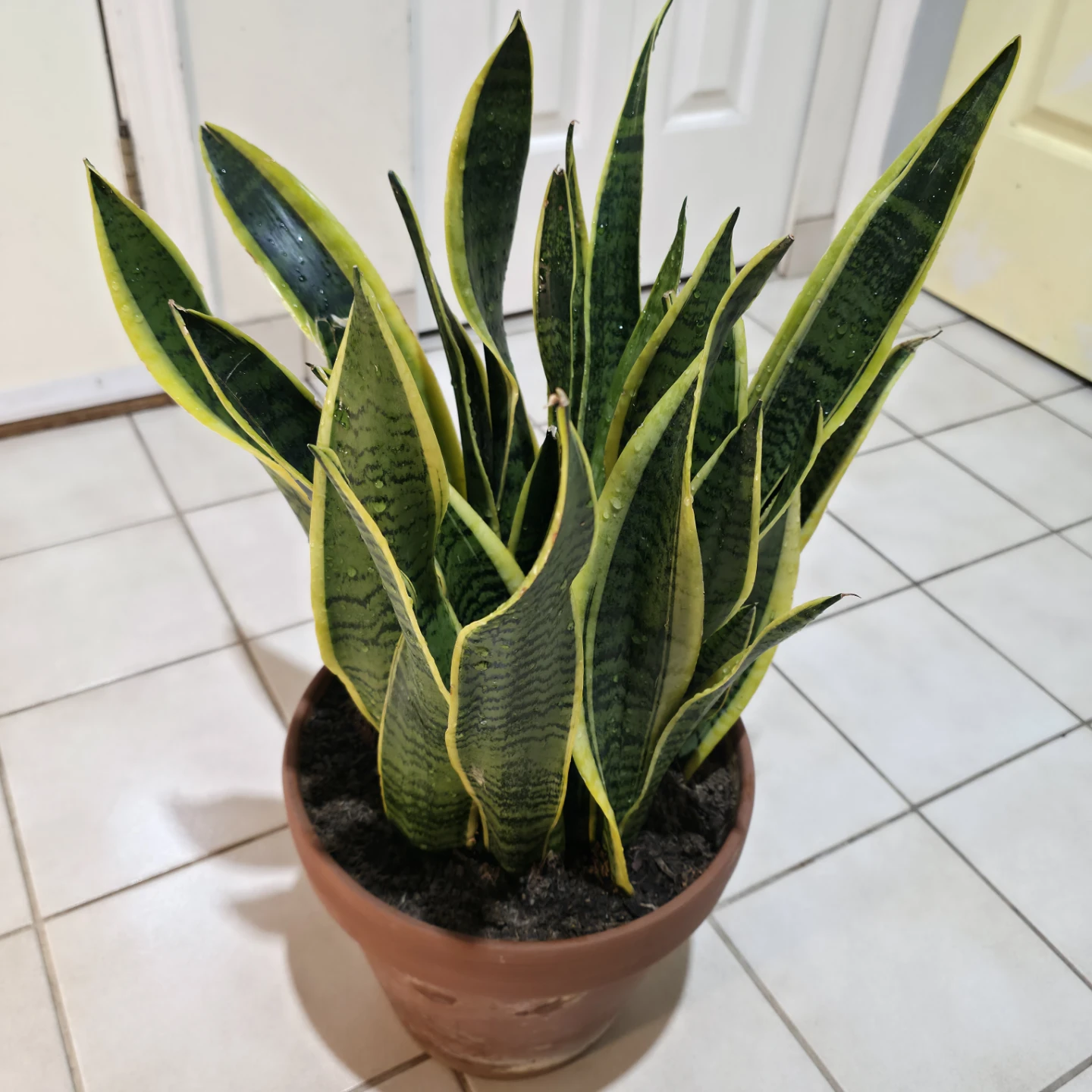 1ft Variegated Snake Plant in Terracotta Clay Pot
